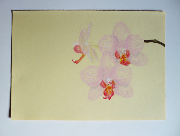 orchidee-pastel-sec-dessin.jpg