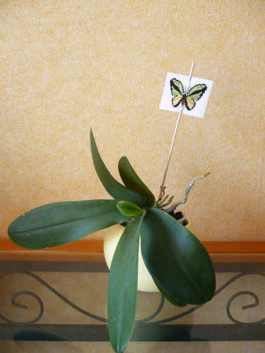 papillon-pique-a-planter.jpg